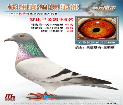 鐵翔特比三關(guān)鴿王6名
