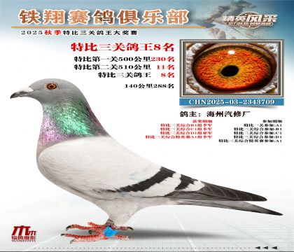 鐵翔特比三關(guān)鴿王8名
