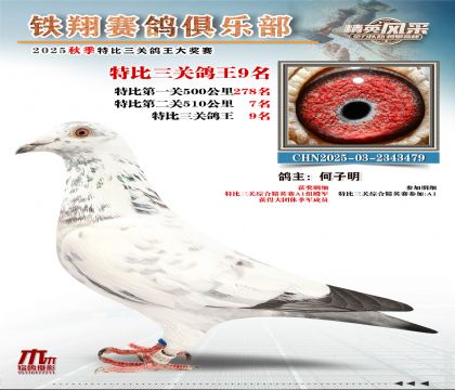 鐵翔特比三關(guān)鴿王9名