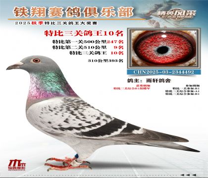 鐵翔特比三關(guān)鴿王10名