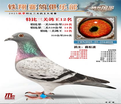 鐵翔特比三關(guān)鴿王12名