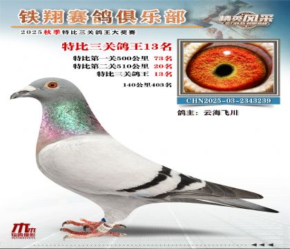 鐵翔特比三關(guān)鴿王13名