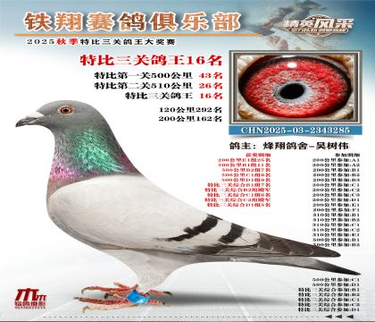 鐵翔特比三關(guān)鴿王16名