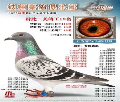 鐵翔特比三關(guān)鴿王19名