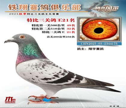 鐵翔特比三關(guān)鴿王21名