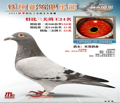 鐵翔特比三關(guān)鴿王24名