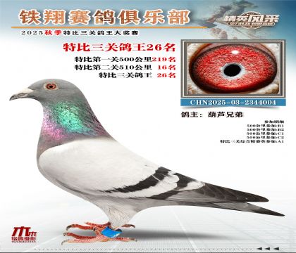 鐵翔特比三關(guān)鴿王26名