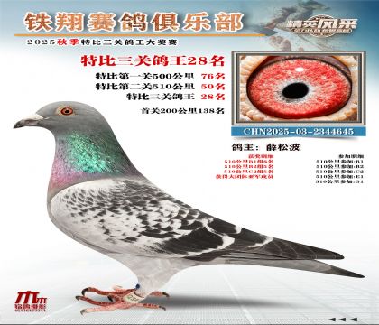 鐵翔特比三關(guān)鴿王28名