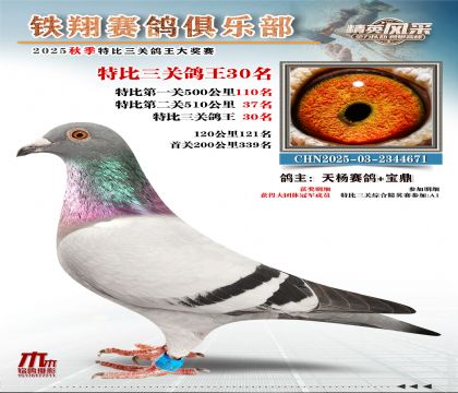 鐵翔特比三關(guān)鴿王30名