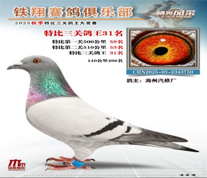 鐵翔特比三關(guān)鴿王31名