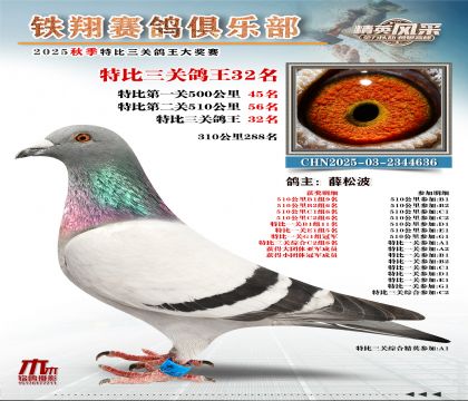 鐵翔特比三關(guān)鴿王32名