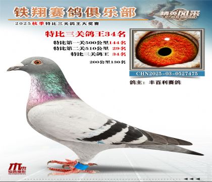 鐵翔特比三關(guān)鴿王34名