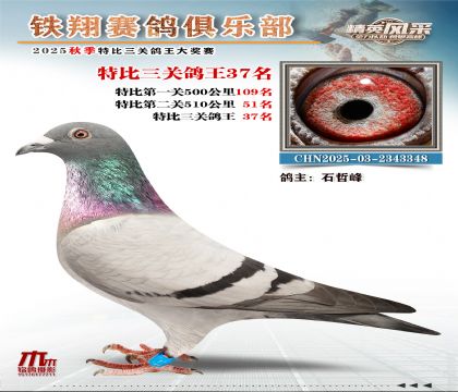 鐵翔特比三關(guān)鴿王37名