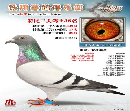 鐵翔特比三關(guān)鴿王38名