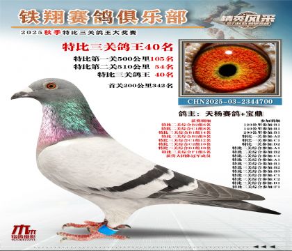 鐵翔特比三關(guān)鴿王40名
