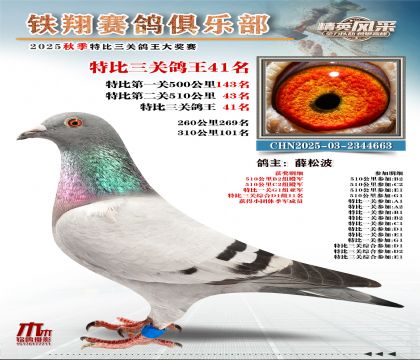 鐵翔特比三關(guān)鴿王41名