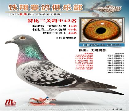鐵翔特比三關(guān)鴿王42名
