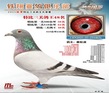 鐵翔特比三關(guān)鴿王48名