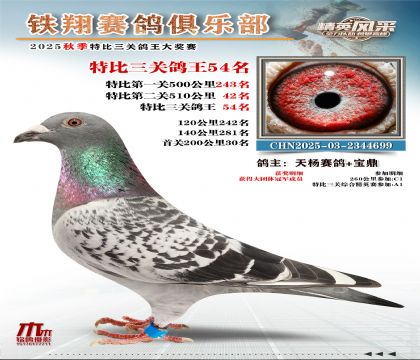 鐵翔特比三關(guān)鴿王54名