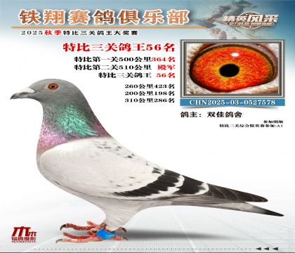 鐵翔特比三關(guān)鴿王56名