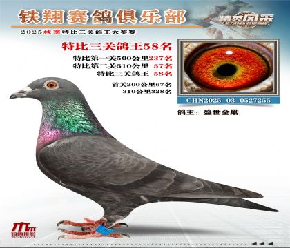 鐵翔特比三關(guān)鴿王58名