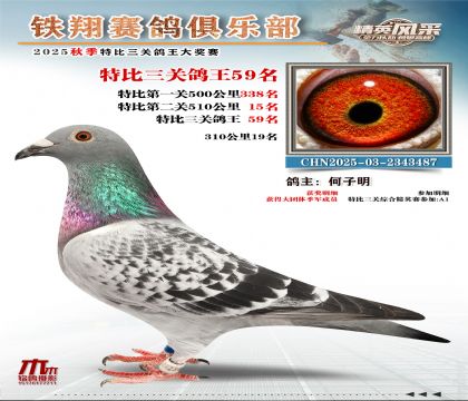 鐵翔特比三關(guān)鴿王59名