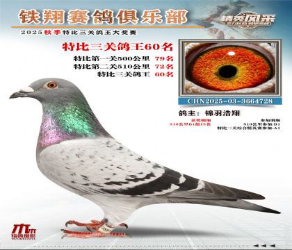 鐵翔特比三關(guān)鴿王60名