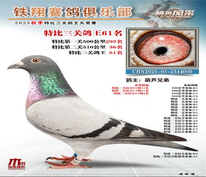 鐵翔特比三關(guān)鴿王61名