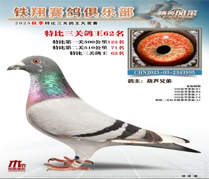 鐵翔特比三關(guān)鴿王62名