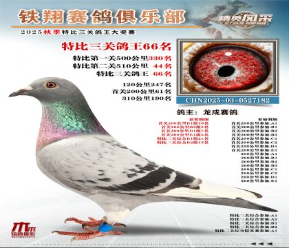 鐵翔特比三關(guān)鴿王66名