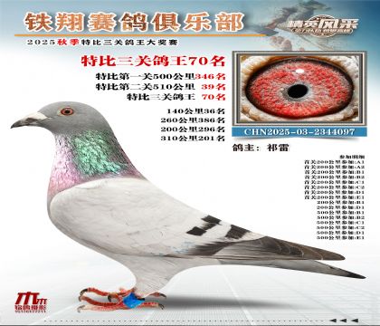 鐵翔特比三關(guān)鴿王70名