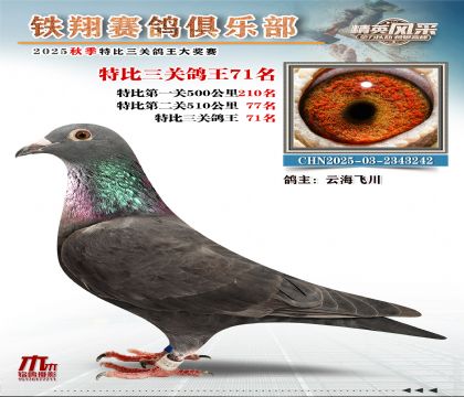鐵翔特比三關(guān)鴿王71名