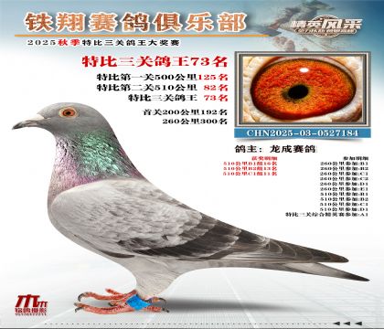 鐵翔特比三關(guān)鴿王73名