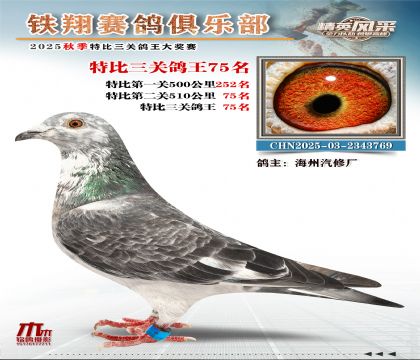 鐵翔特比三關(guān)鴿王75名