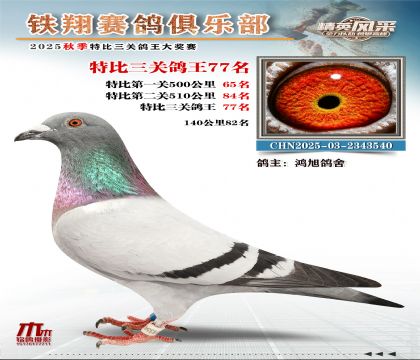 鐵翔特比三關(guān)鴿王77名