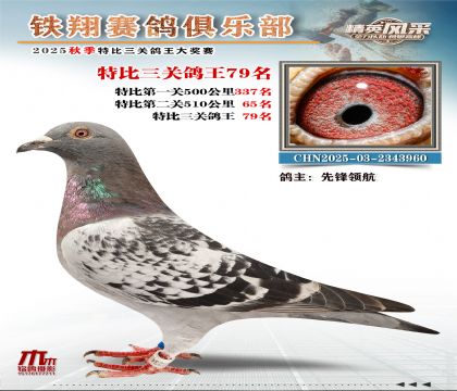 鐵翔特比三關(guān)鴿王79名