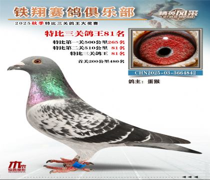 鐵翔特比三關(guān)鴿王81名