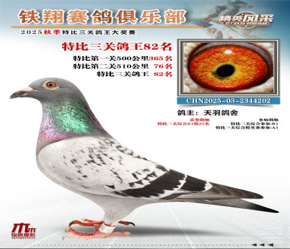 鐵翔特比三關(guān)鴿王82名