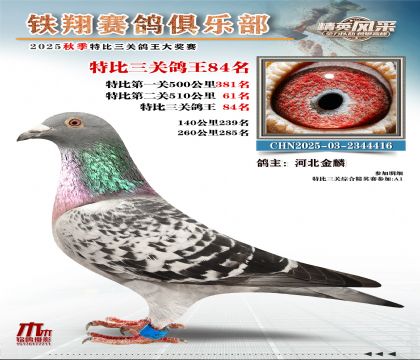 鐵翔特比三關(guān)鴿王84名