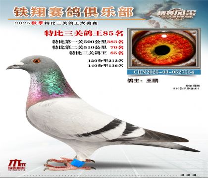 鐵翔特比三關(guān)鴿王85名