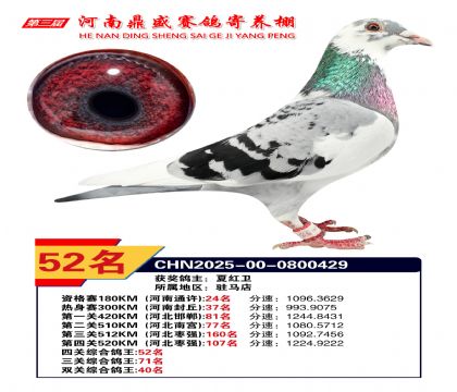 2025河南鼎盛四關(guān)賽四關(guān)綜合鴿王52名