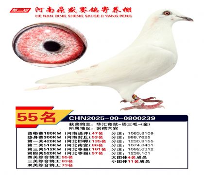 2025河南鼎盛四關(guān)賽四關(guān)綜合鴿王55名