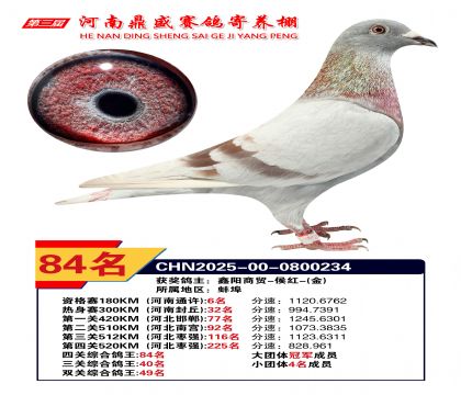 2025年河南鼎盛四關(guān)賽四關(guān)綜合84名