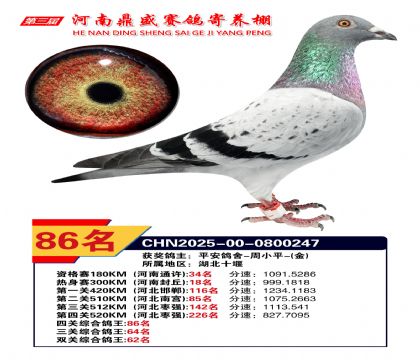 2025年河南鼎盛四關(guān)賽四關(guān)綜合86名