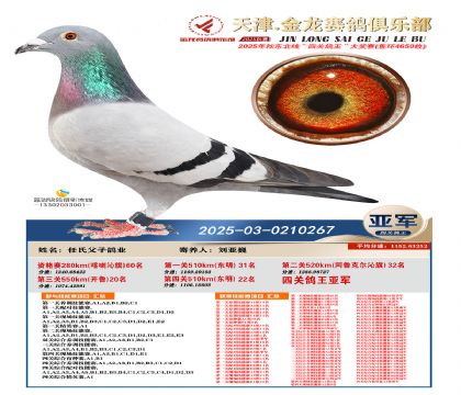 天津金龍鴿王亞軍