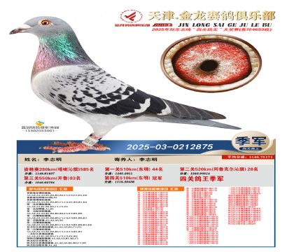 天津金龍鴿王季軍