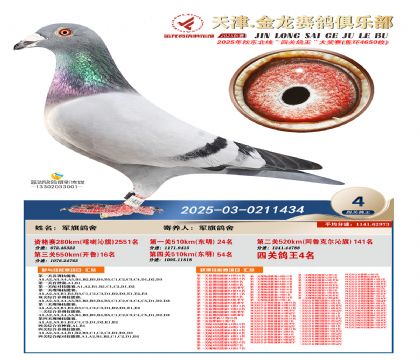 天津金龍鴿王4名