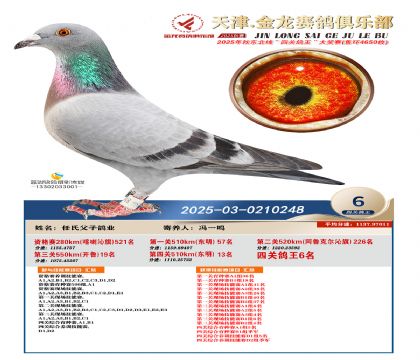 天津金龍鴿王6名