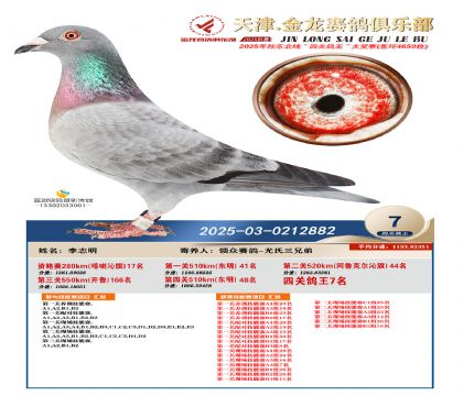 天津金龍鴿王7名