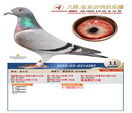 天津金龍鴿王11名